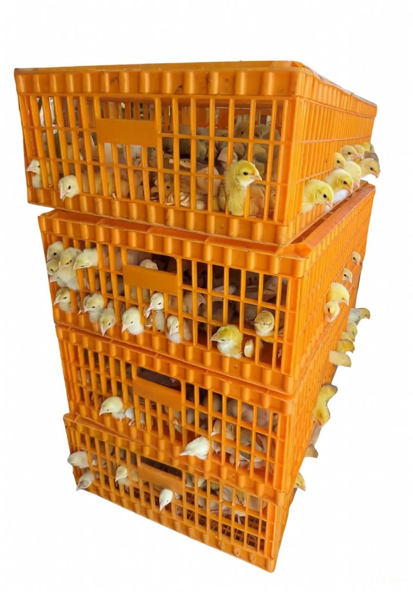 Chicken Transportation crates - Image 2